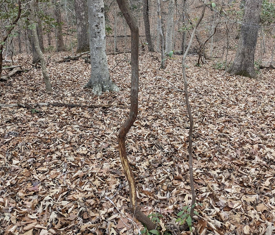 A mountain laurel with stripped bark, Prince William Forest Park / NPS A mountain laurel with stripped bark, Prince William Forest Park / NPS