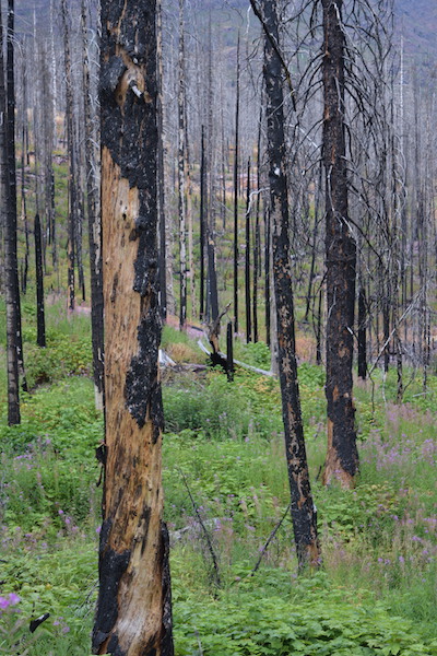 Guides help passengers understand the benefits of a natural forest fire. 