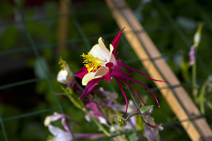 Captive Columbine