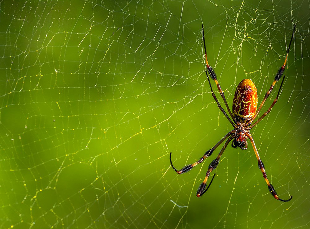 Golden-silk orb weavers have another name - what is it? / Rebecca Latson