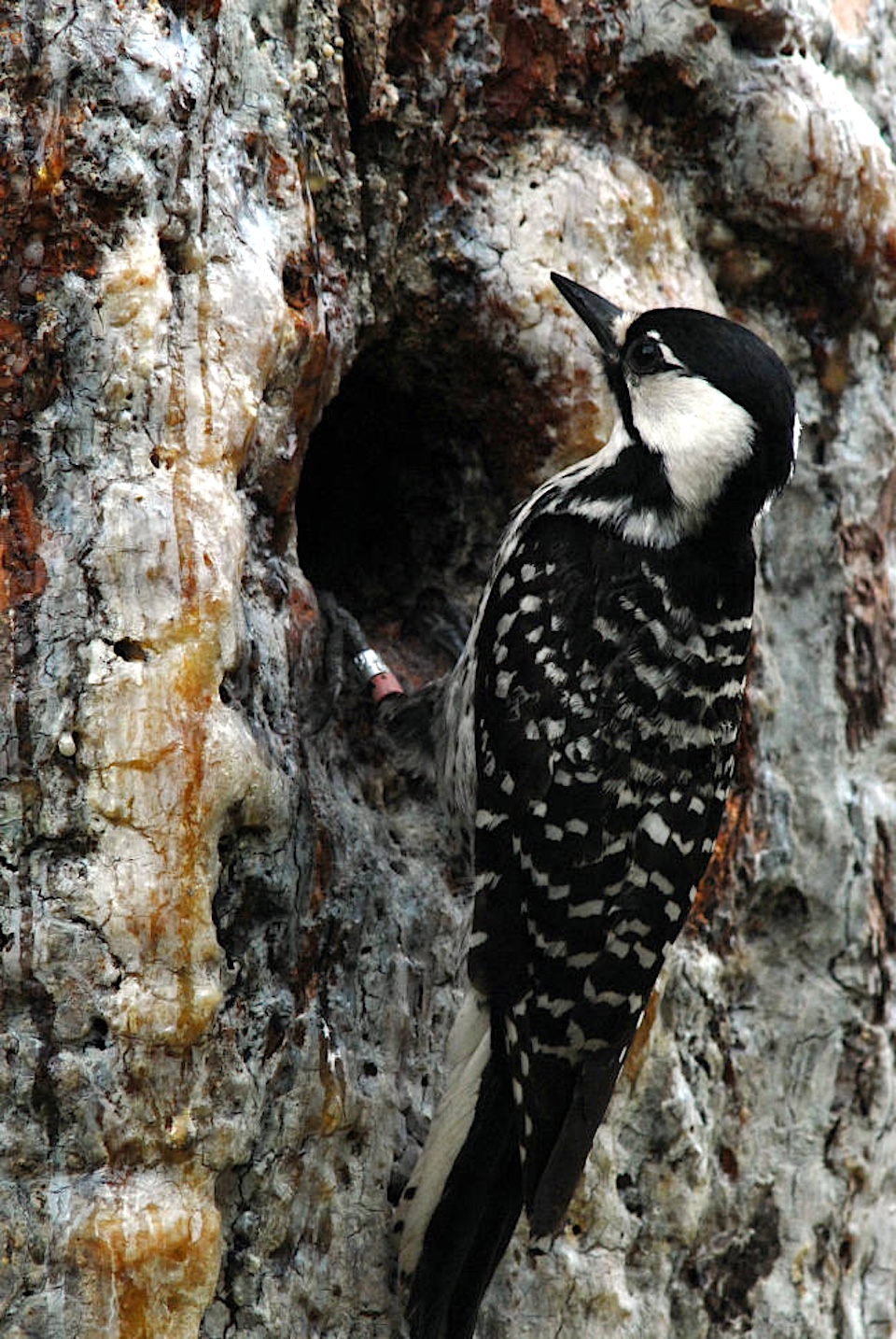 The U.S. Fish and Wildlife Service has changed the status of the red-cockaded woodpecker to "threatened" from "endangered."/USFWS The U.S. Fish and Wildlife Service has changed the status of the red-cockaded woodpecker to "threatened" from "endangered."/USFWS