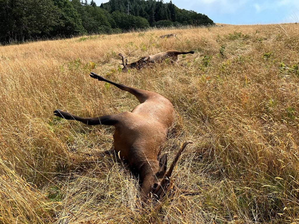 Four elk were illegally killed in Redwood National and State Parks/NPS