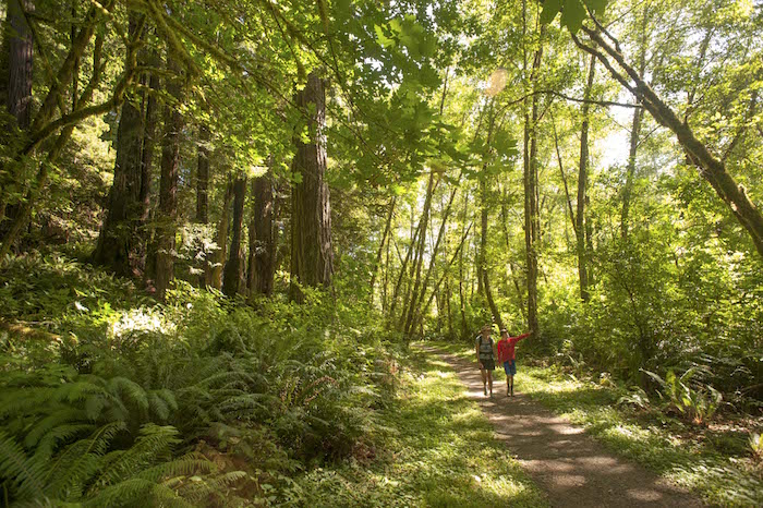Redwood Creek Trail, Redwood National and State Parks/Patrick Cone