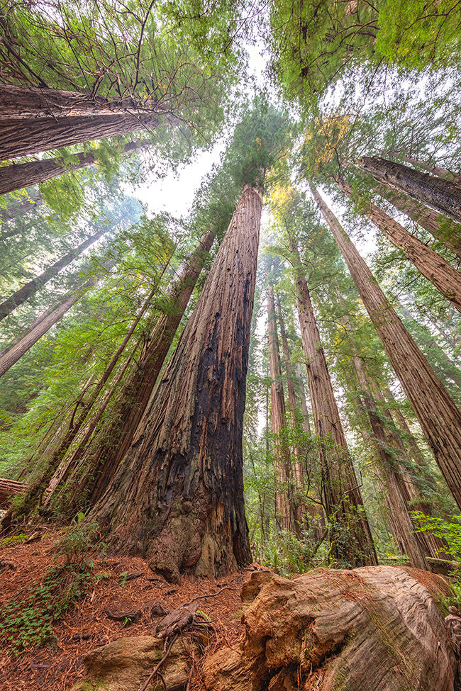 Looking up at some very tall trees, Redwood National and State Parks / Rebecca Latson