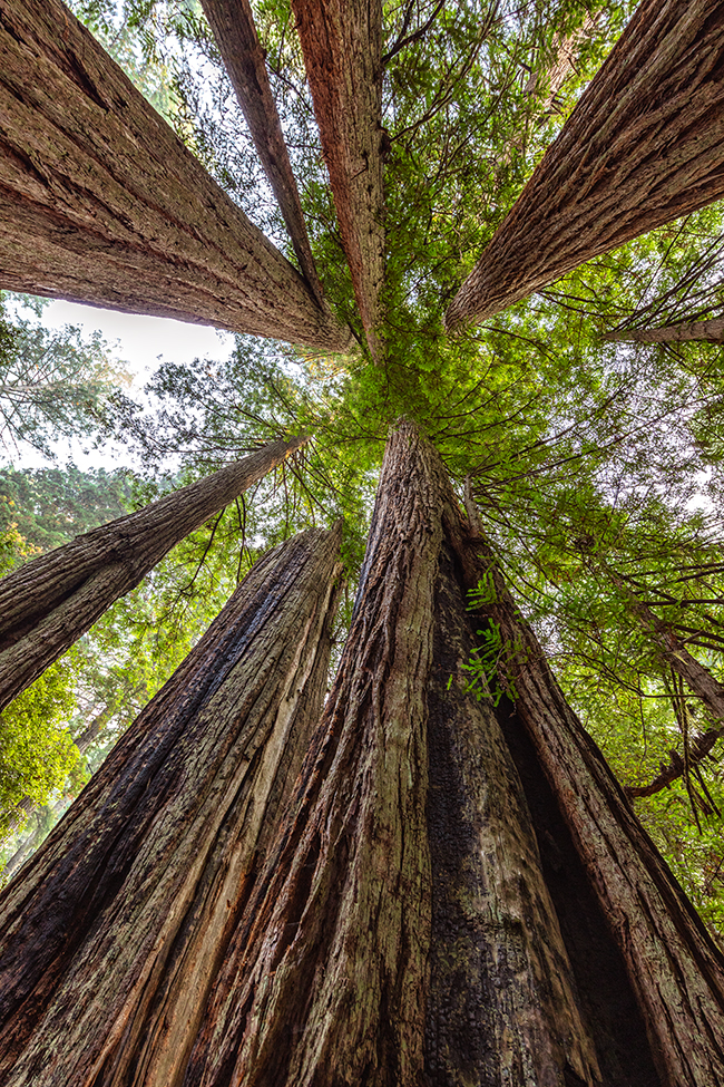 Looking up to the tree tops, Redwood National and State Parks / Rebecca Latson Looking up to the tree tops, Redwood National and State Parks / Rebecca Latson