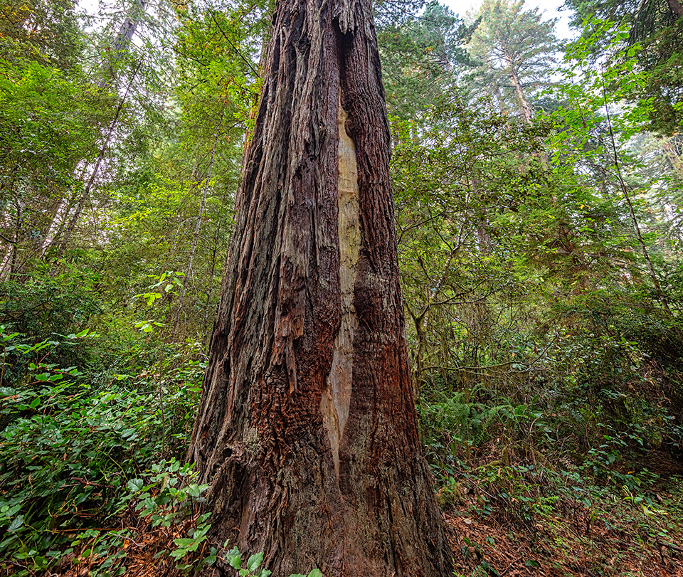 A peek at the inner bark, Lady Bird Johnson Grove Trail, Redwood National and State Parks / Rebecca Latson
