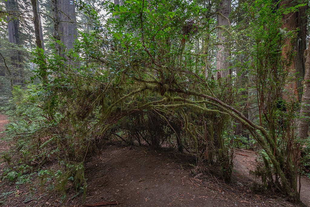 A natural arbor, Lady Bird Johnson Grove, Redwood National Park, Redwood National and State Parks / Rebecca Latson A natural arbor, Lady Bird Johnson Grove, Redwood National Park, Redwood National and State Parks / Rebecca Latson