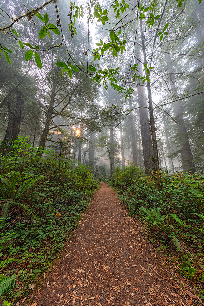 A morning walk along the trail in Lady Bird Johnson Grove (original), Redwood National and State Parks / Rebecca Latson A morning walk along the trail in Lady Bird Johnson Grove (original), Redwood National and State Parks / Rebecca Latson