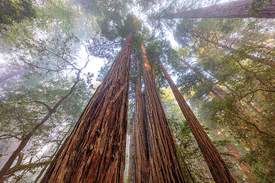 Tree tops in the clouds, Jedediah Smith Redwoods State Park, Redwood National and State Parks / Rebecca Latson