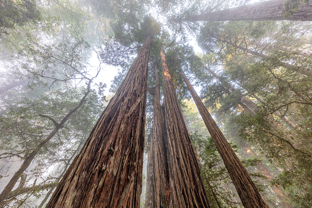 Tree tops in the clouds, Redwood National and State Parks / Rebecca Latson