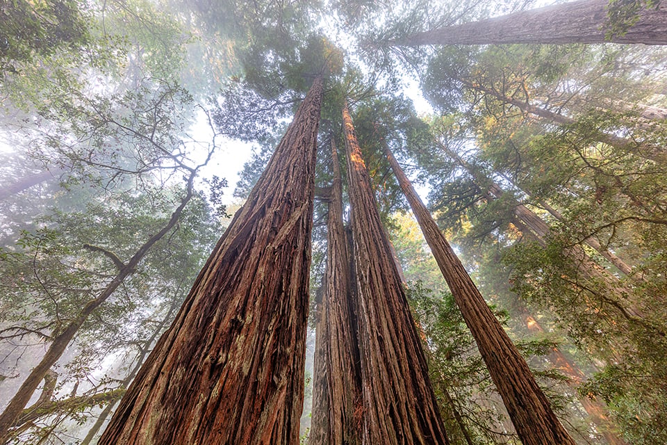 Coastal redwood treetops in the mist, Redwood National and State Parks / Rebecca Latson