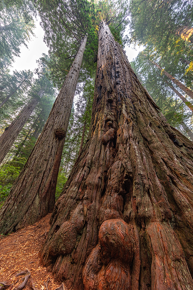 Burls at the base of this coastal redwood tree, Redwood National and State Parks / Rebecca Latson