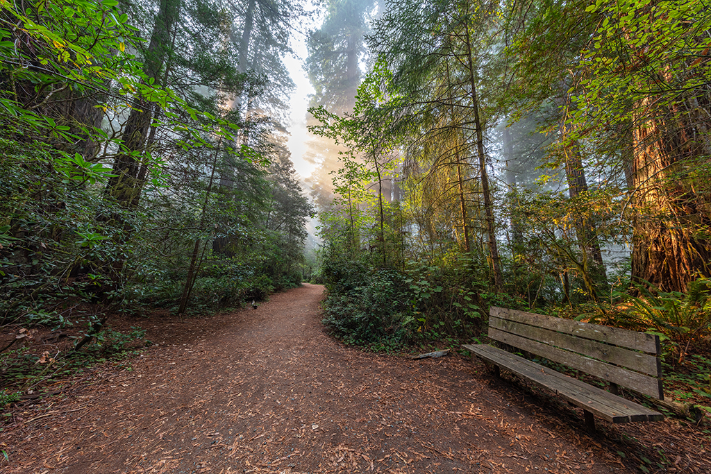 Where will that trail take you? Into the redwoods, perhaps? Lady Bird Johnson Grove, Redwood National Park, Redwood National and State Parks / Rebecca Latson Where will that trail take you? Into the redwoods, perhaps? Lady Bird Johnson Grove, Redwood National Park, Redwood National and State Parks / Rebecca Latson