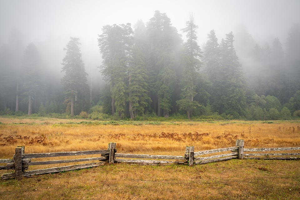 A misty morning at Elk Grove in Prairie Creek Redwoods State Park, Redwood National and State Parks / Rebecca Latson A misty morning at Elk Grove in Prairie Creek Redwoods State Park, Redwood National and State Parks / Rebecca Latson