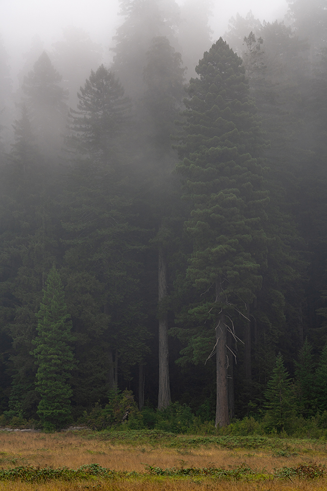 Redwoods in the mist at Elk Meadow, Prairie Creek Redwoods State Park, Redwood National and State Parks / Rebecca Latson Redwoods in the mist at Elk Meadow, Prairie Creek Redwoods State Park, Redwood National and State Parks / Rebecca Latson