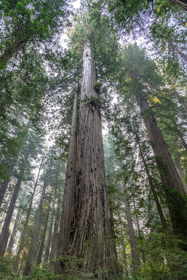 Redwoods reaching toward the sky along Lady Bird Johnson Loop Trail, Redwood National Park, Redwood National and State Parks / Rebecca Latson
