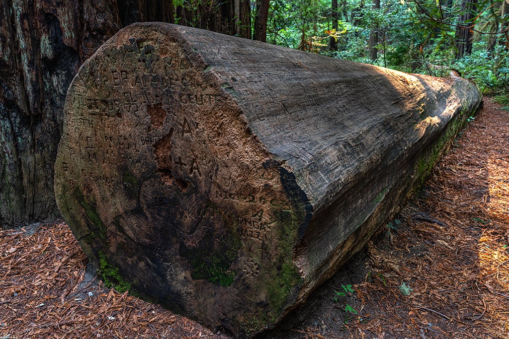 Graffiti, Stout Grove, Jedediah Smith Redwoods State Park, Redwood National and State Parks / Rebecca Latson Graffiti, Stout Grove, Jedediah Smith Redwoods State Park, Redwood National and State Parks / Rebecca Latson