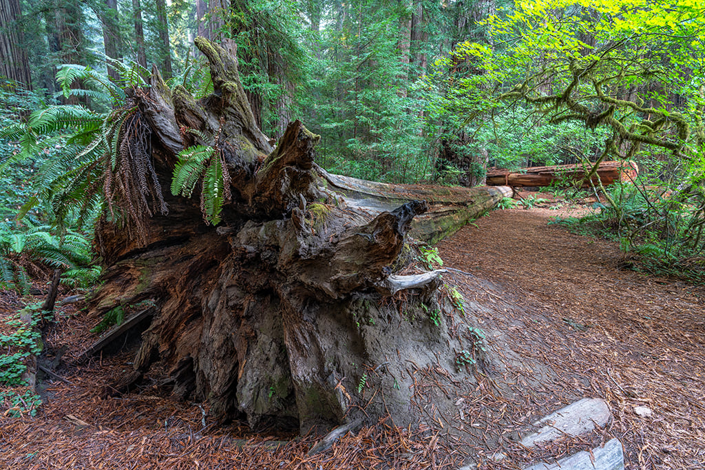 Shallow roots, Jedediah Smith Redwoods State Park, Redwood National and State Parks / Rebecca Latson Shallow roots, Jedediah Smith Redwoods State Park, Redwood National and State Parks / Rebecca Latson
