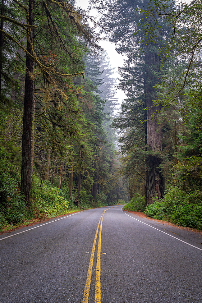 A road through the redwoods, Prairie Creek Redwoods State Park, Redwood National and State Parks / Rebecca Latson A road through the redwoods, Prairie Creek Redwoods State Park, Redwood National and State Parks / Rebecca Latson