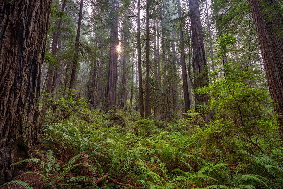 Ferns, forest, and a sunstar, Jedediah Smith Redwoods State Park, Redwood National and State Parks / Rebecca Latson
