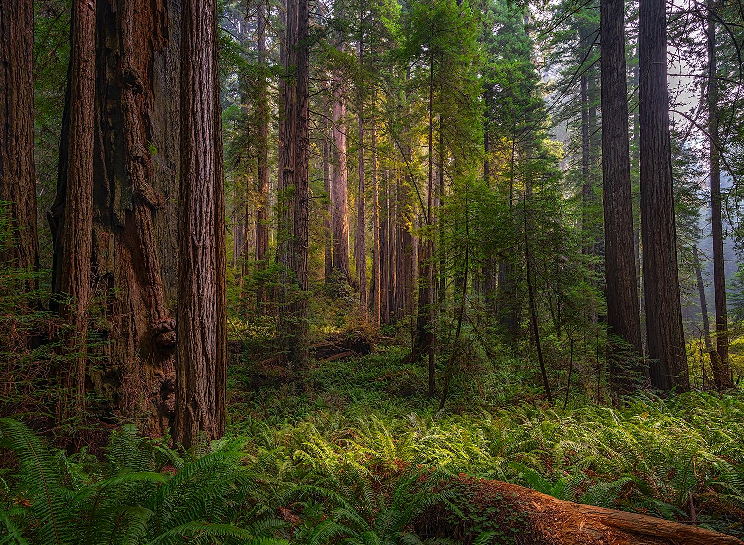 Prairie Creek Redwoods State Park in Redwood National and State Parks/Rebecca Latson file