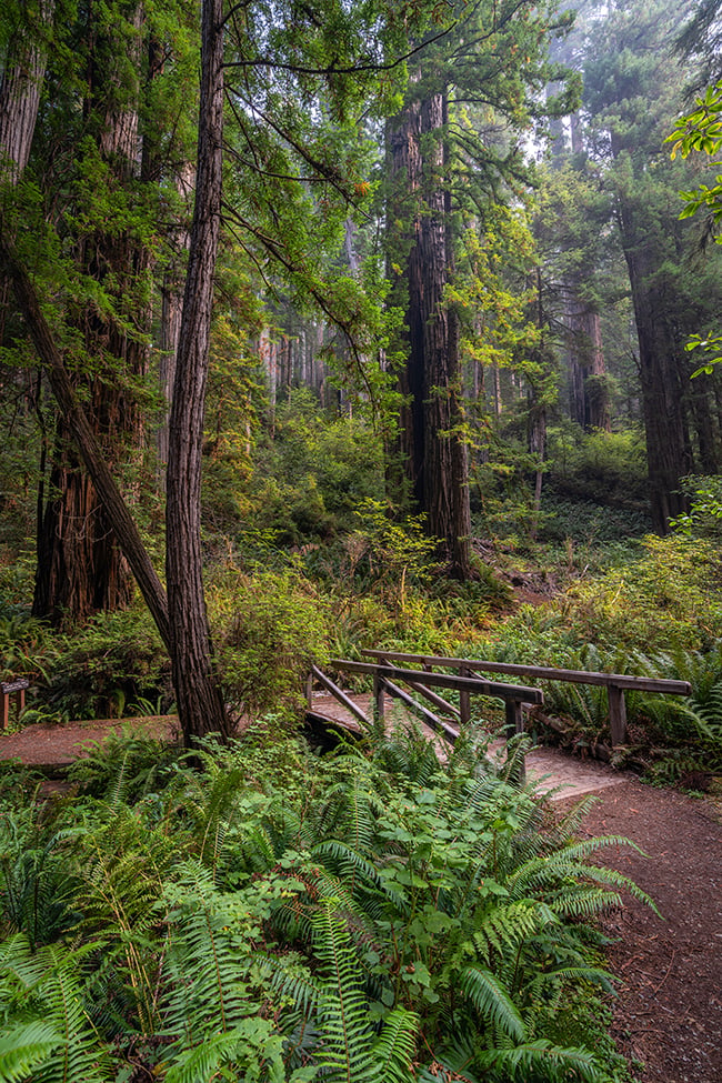 A bridge into the forest, Prairie Creek Redwoods State Park, Redwood National and State Parks / Rebecca Latson A bridge into the forest, Prairie Creek Redwoods State Park, Redwood National and State Parks / Rebecca Latson