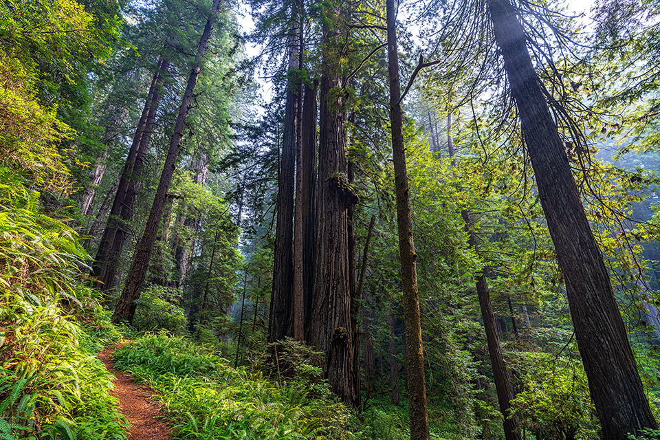 Sun and shadows in a coastal redwood forest, Prairie Creek Redwoods State Park, Redwood National and State Parks / Rebecca Latson Sun and shadows in a coastal redwood forest, Prairie Creek Redwoods State Park, Redwood National and State Parks / Rebecca Latson