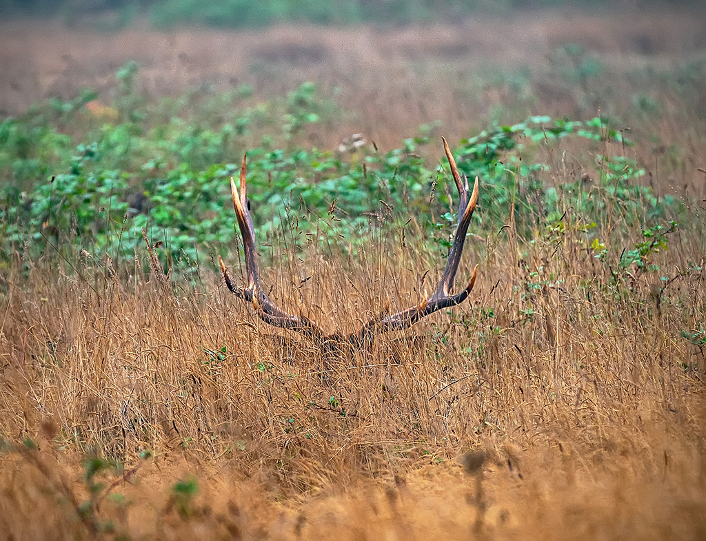 You might see an elk at Elk Meadow in Prairie Creek Redwoods State Park. Then again ... / Rebecca Latson You might see an elk at Elk Meadow in Prairie Creek Redwoods State Park. Then again ... / Rebecca Latson