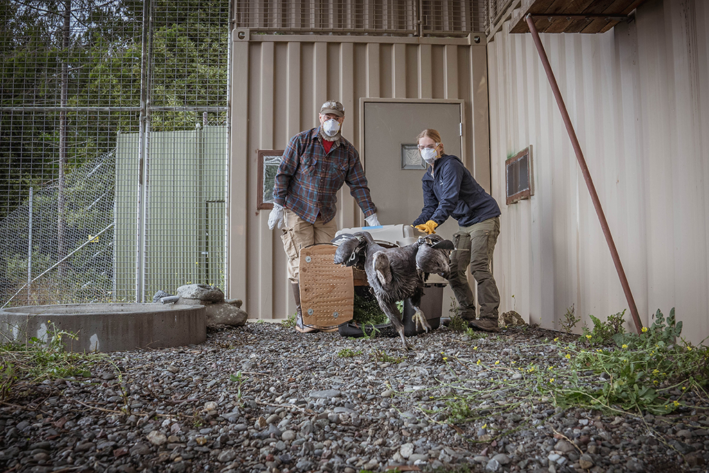 Northern California Condor Restoration Program Manager Chris West and Yurok Wildlife Department Technician Evelyn Wilhelm return A6 to the NCCRP’s condor release and management facility / Yurok Wildlife Department Technician Madeleine Rifka Northern California Condor Restoration Program Manager Chris West and Yurok Wildlife Department Technician Evelyn Wilhelm return A6 to the NCCRP’s condor release and management facility / Yurok Wildlife Department Technician Madeleine Rifka