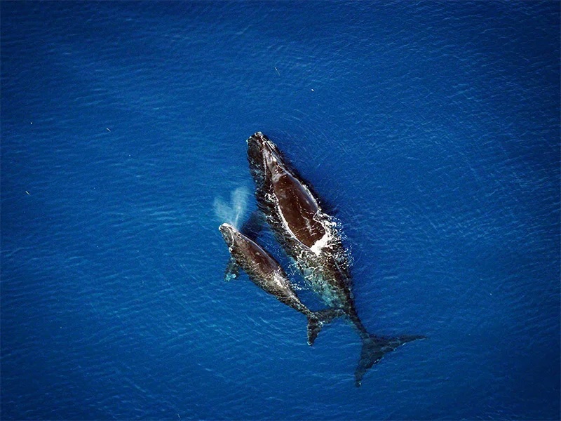 North Atlantic Right Whales are being challenged by warming oceans/NOAA North Atlantic Right Whales are being challenged by warming oceans/NOAA