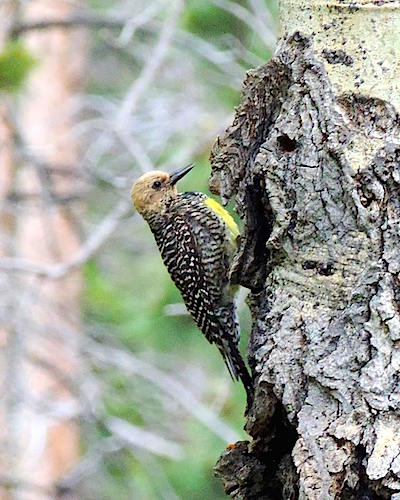 Williamson's Sapsucker at Rocky Mountain National Park/KAdams