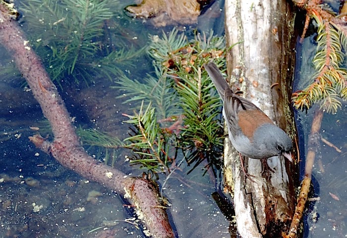 Junco, Rocky Mountain National Park/Kirby Adams