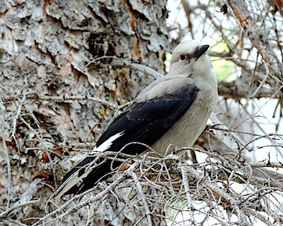 Clark's Nutcrackers, a regular in Rocky Mountain, made our birder's trip highly worthwhile/Kirby Adams