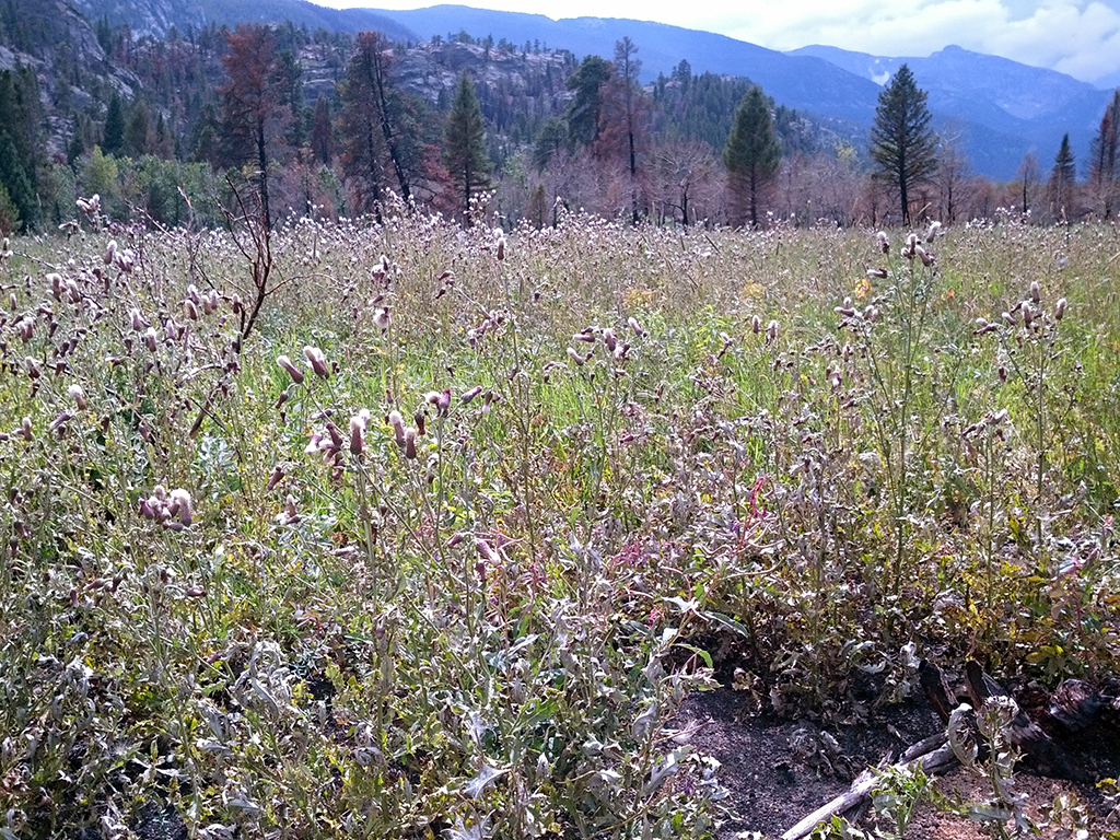 The Canada thistle you see in Moraine Park may be a pretty purple flower, but it's a non-native weed invading and edging out the native plant species in the area, Rocky Mountain National Park / NPS file The Canada thistle you see in Moraine Park may be a pretty purple flower, but it's a non-native weed invading and edging out the native plant species in the area, Rocky Mountain National Park / NPS file