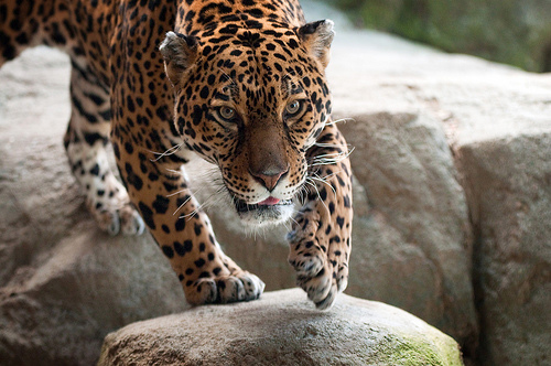 Jaguar_FlickrCommons_EricKilby_BY-SA.jpg Jaguar_FlickrCommons_EricKilby_BY-SA.jpg