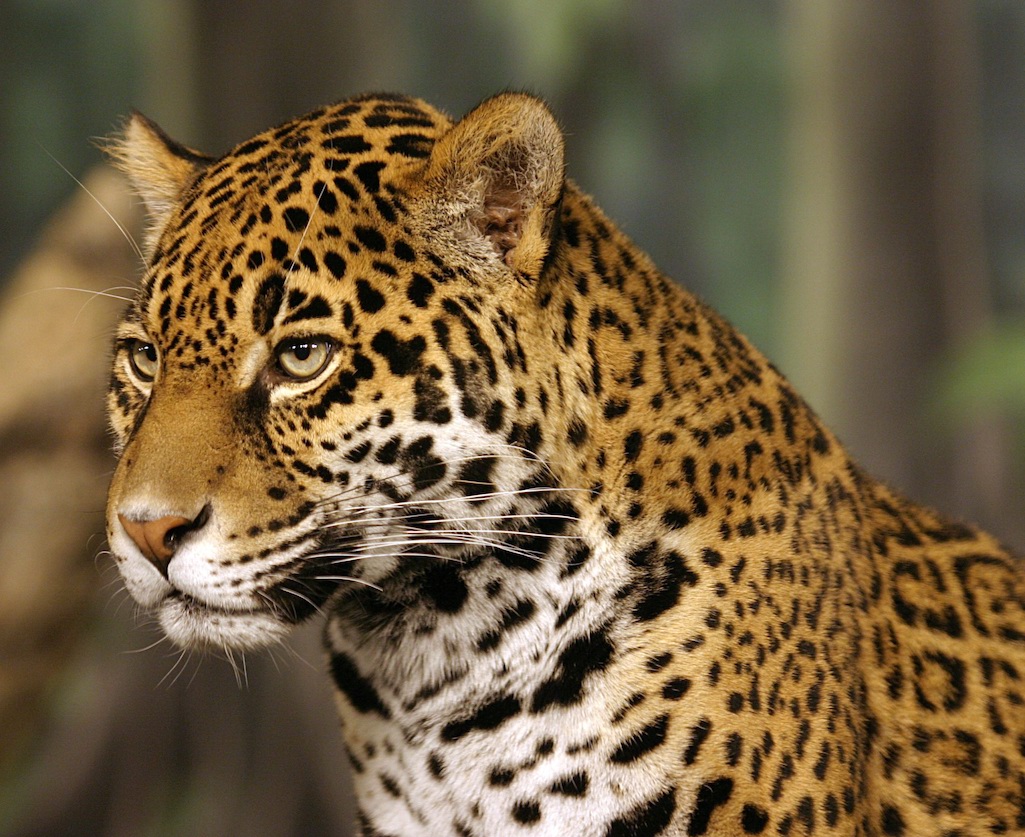 A new study finds that there are 20 million acres of suitable habitat for jaguars in Arizona and New Mexico/Wikimedia Commons, http://commons.wikimedia.org/wiki/Main_Page A new study finds that there are 20 million acres of suitable habitat for jaguars in Arizona and New Mexico/Wikimedia Commons, http://commons.wikimedia.org/wiki/Main_Page