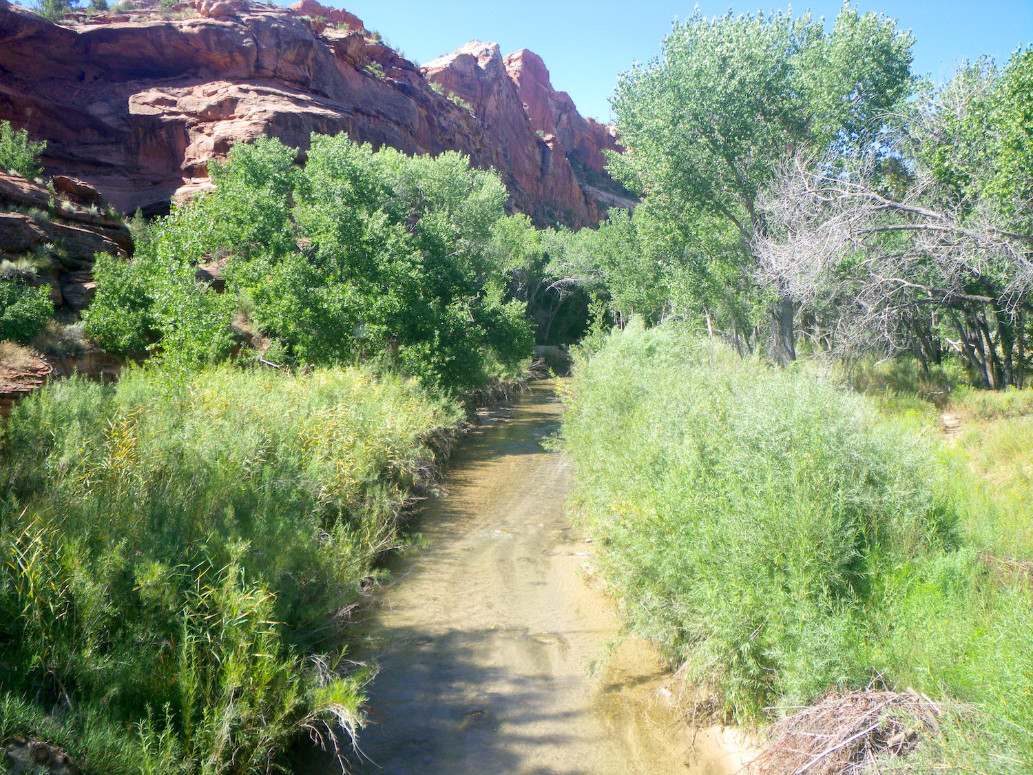 The same stretch of river after Russian olives were removed/Grand Staircase Escalante Partners The same stretch of river after Russian olives were removed/Grand Staircase Escalante Partners