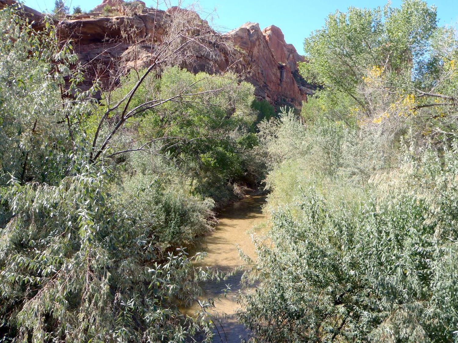 Russian olive along the Escalante River before treatment/Grand Staircase Escalante Partners Russian olive along the Escalante River before treatment/Grand Staircase Escalante Partners