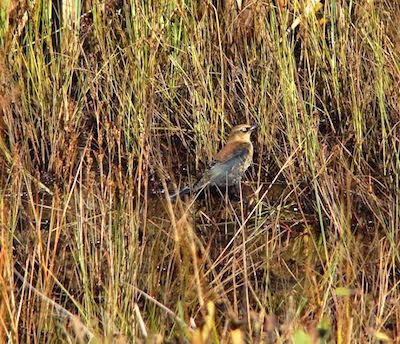 Rusty blackbird/Vince Cavalieri Rusty blackbird/Vince Cavalieri