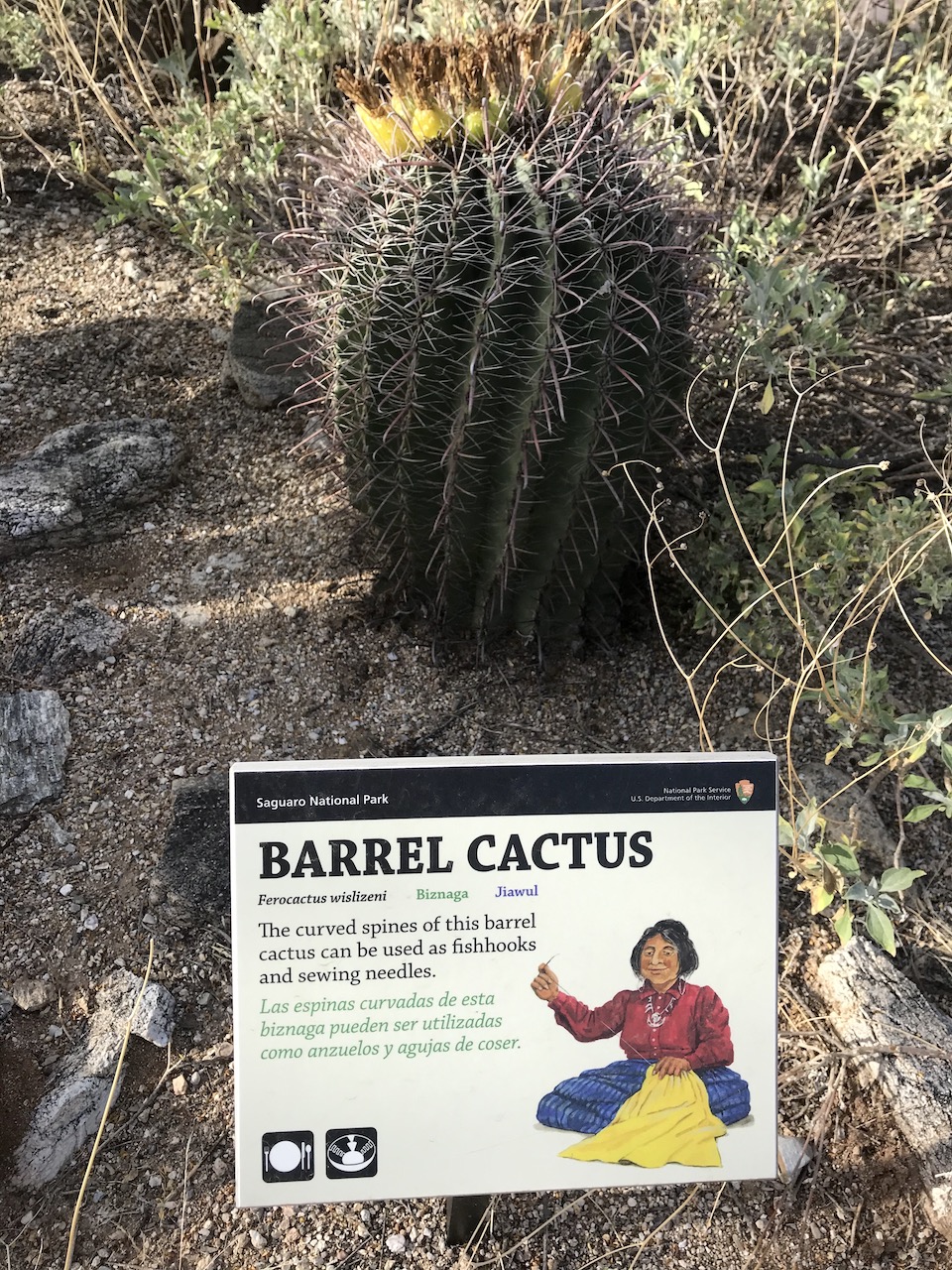 Barrel cactus, Ethobotany Garden, Saguaro National Park/Kurt Repanshek Barrel cactus, Ethobotany Garden, Saguaro National Park/Kurt Repanshek