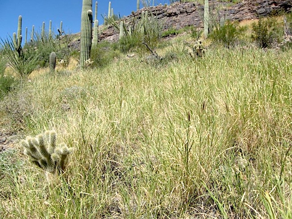 Buffelgrass was imported to Arizona in the 1980s for erosion control. Today, it is out-competing native plants and can fuel severe fires in Saguaro National Park./NPS Buffelgrass was imported to Arizona in the 1980s for erosion control. Today, it is out-competing native plants and can fuel severe fires in Saguaro National Park/NPS
