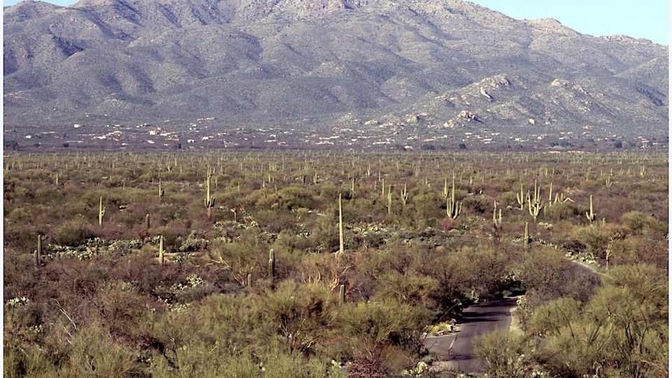 Cactus Forest, 2010, Saguaro National Park/NPS