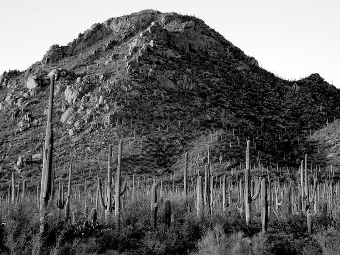 Cactus Forest, Saguaro National Park/Jacob Choi