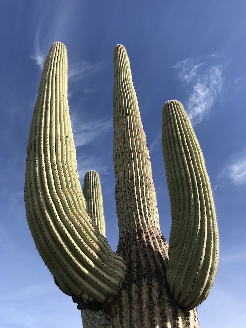 Centennial saguaro, Ethnobotany Garden/Kurt Repanshek 11-7-19 960 Centennial saguaro, Ethnobotany Garden/Kurt Repanshek 11-7-19 960