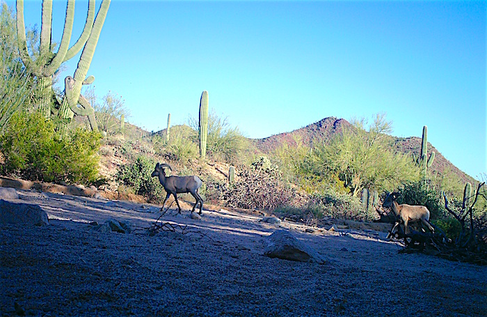 Desert bighorn sheep at Saguaro National Park/FOSNP Desert bighorn sheep at Saguaro National Park/FOSNP