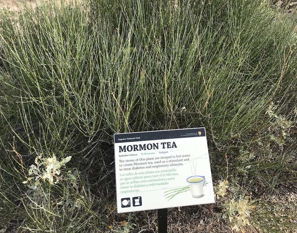 Mormon tea, Ethnobotany Garden, Saguaro National Park/Kurt Repanshek Mormon tea, Ethnobotany Garden, Saguaro National Park/Kurt Repanshek