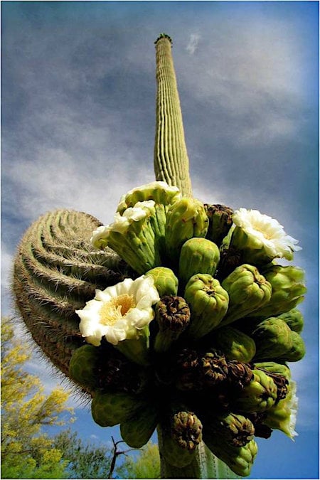 Saguaro in bloom, Saguaro National Park/NPS
