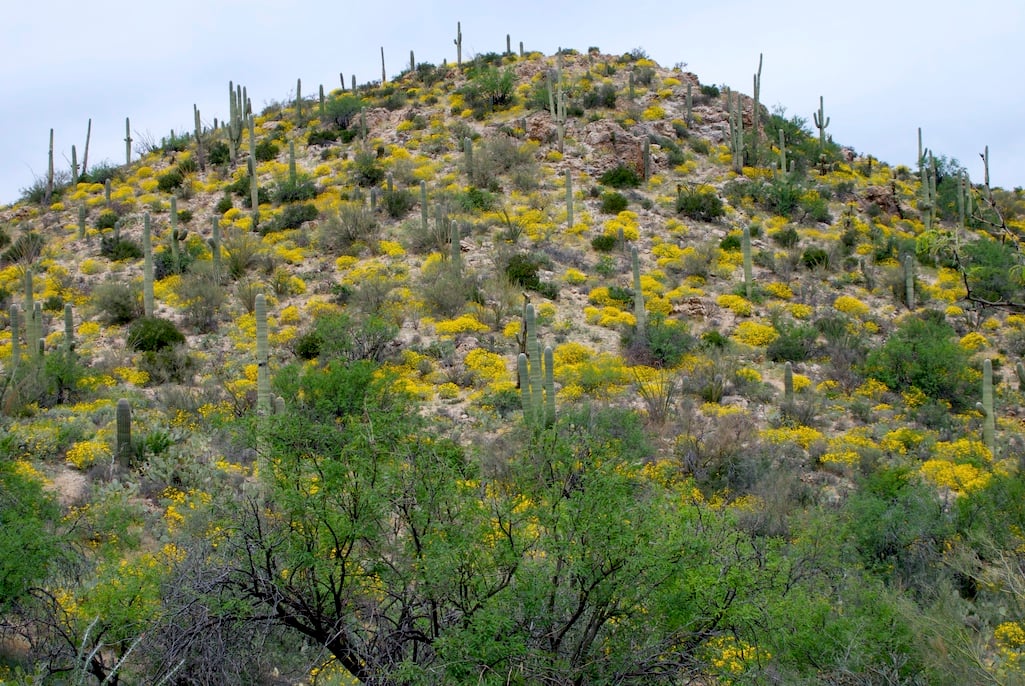 Guided hikes will be offered at Saguaro National Park in February/Kurt Repanshek file Guided hikes will be offered at Saguaro National Park in February/Kurt Repanshek file