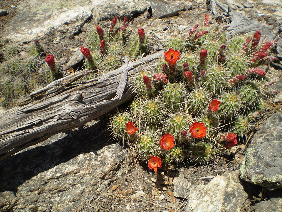 Claret cup cactus, Saguaro National Park / National Park Service