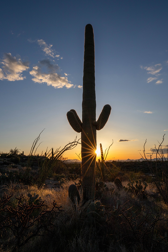 Sunset at Saguaro National Park / NPS-Hannah Schwalbe